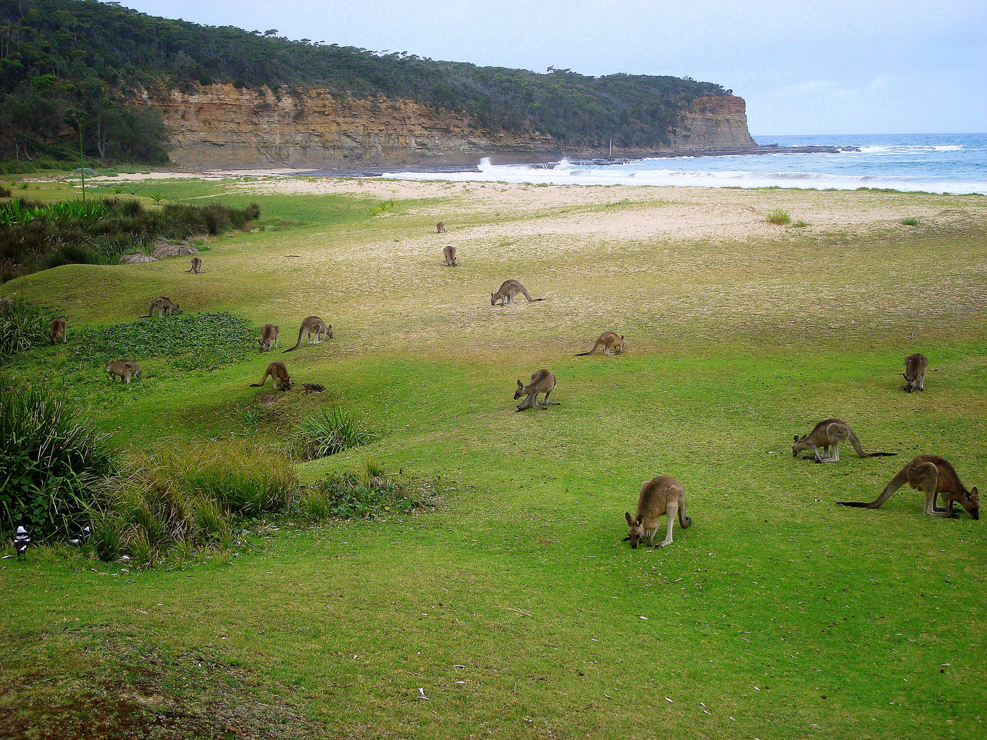 Kängurus am Pebbly Beach