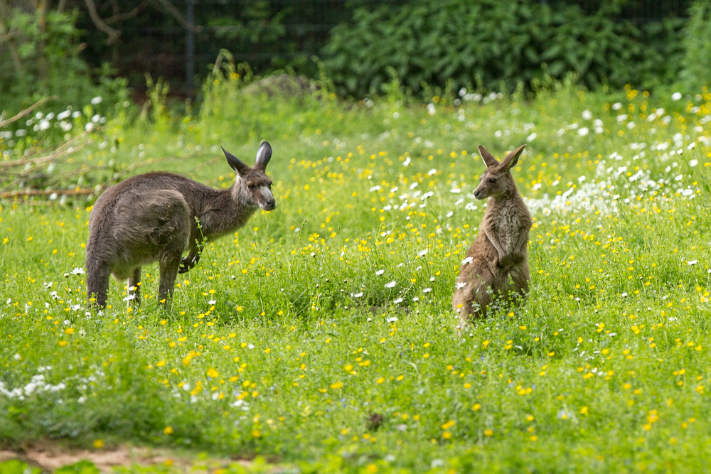 Kängurus auf Frühlingswiese im Tiergarten