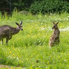 Kängurus auf Frühlingswiese im Tiergarten