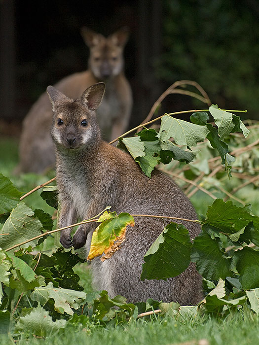 Kängurus