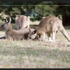 Kängurus in the Grampians 01