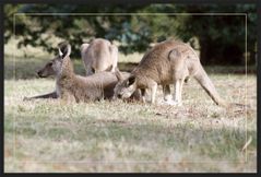 Kängurus in the Grampians 01