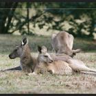 Kängurus in the Grampians 02