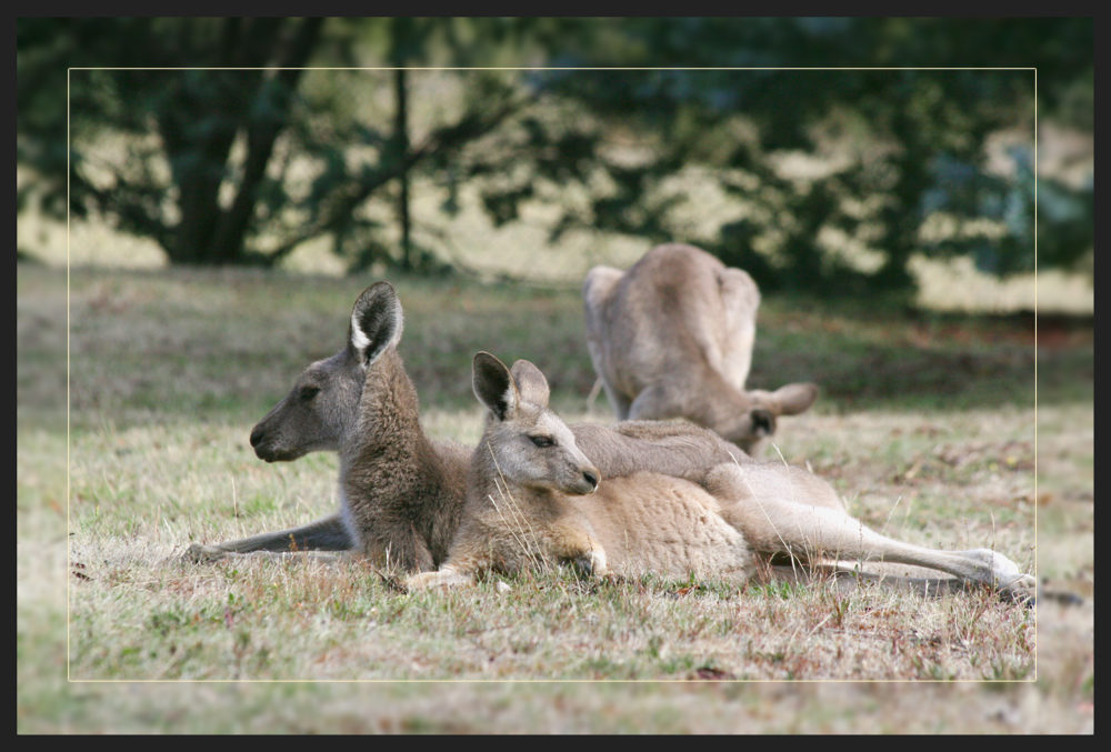 Kängurus in the Grampians 02