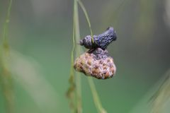 Käpchen der Natur