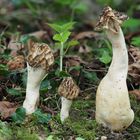 Käppchen-Morchel (Morchella semilibera)