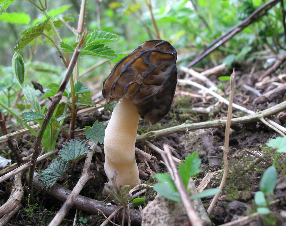 Käppchen-Morchel oder Halbfreie Morchel