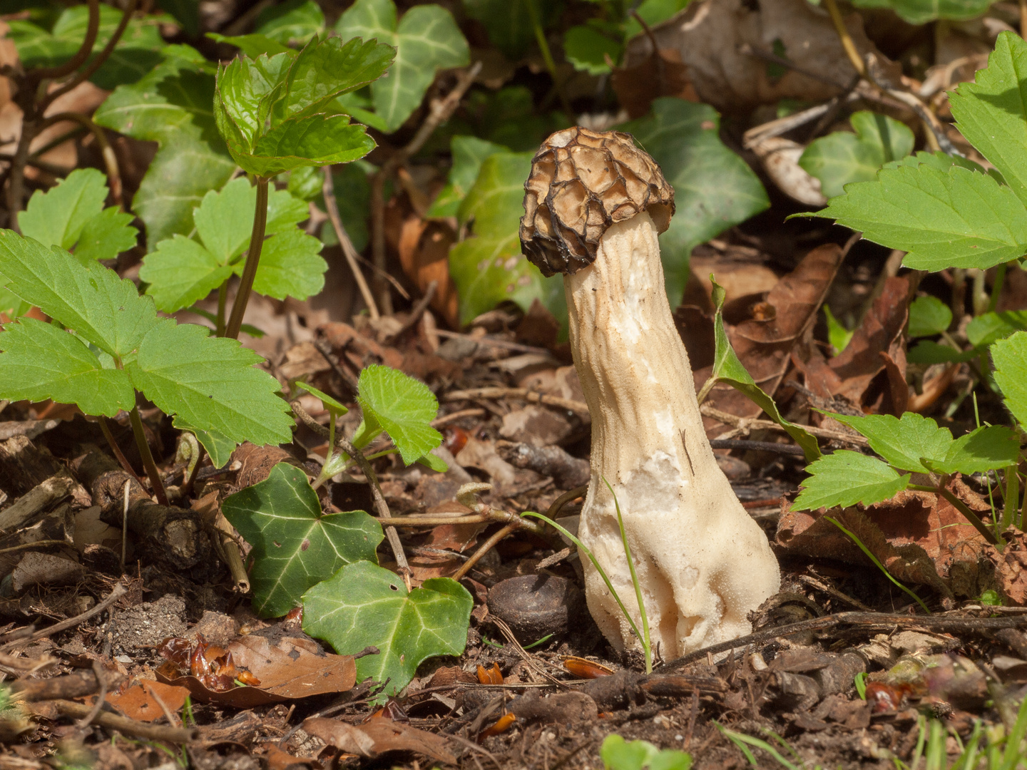 Käppchenmorchel, Morchella semilibera