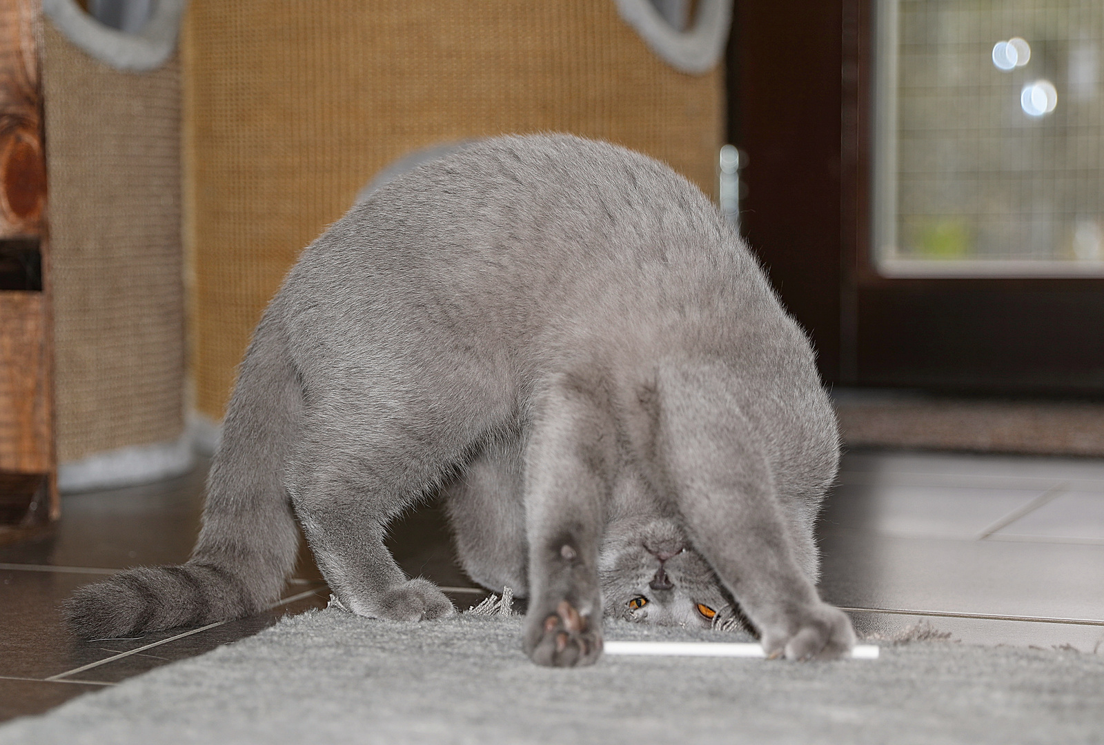 Käptn Blaubär