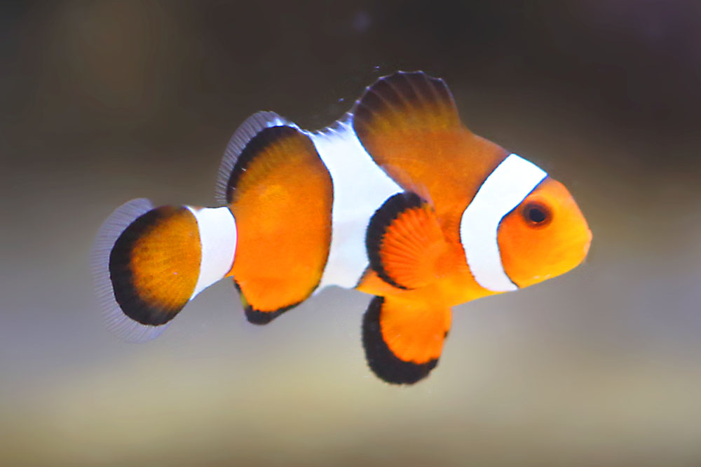 Käpt`n Nemo sein Sohn