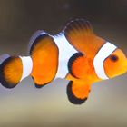 Käpt`n Nemo sein Sohn