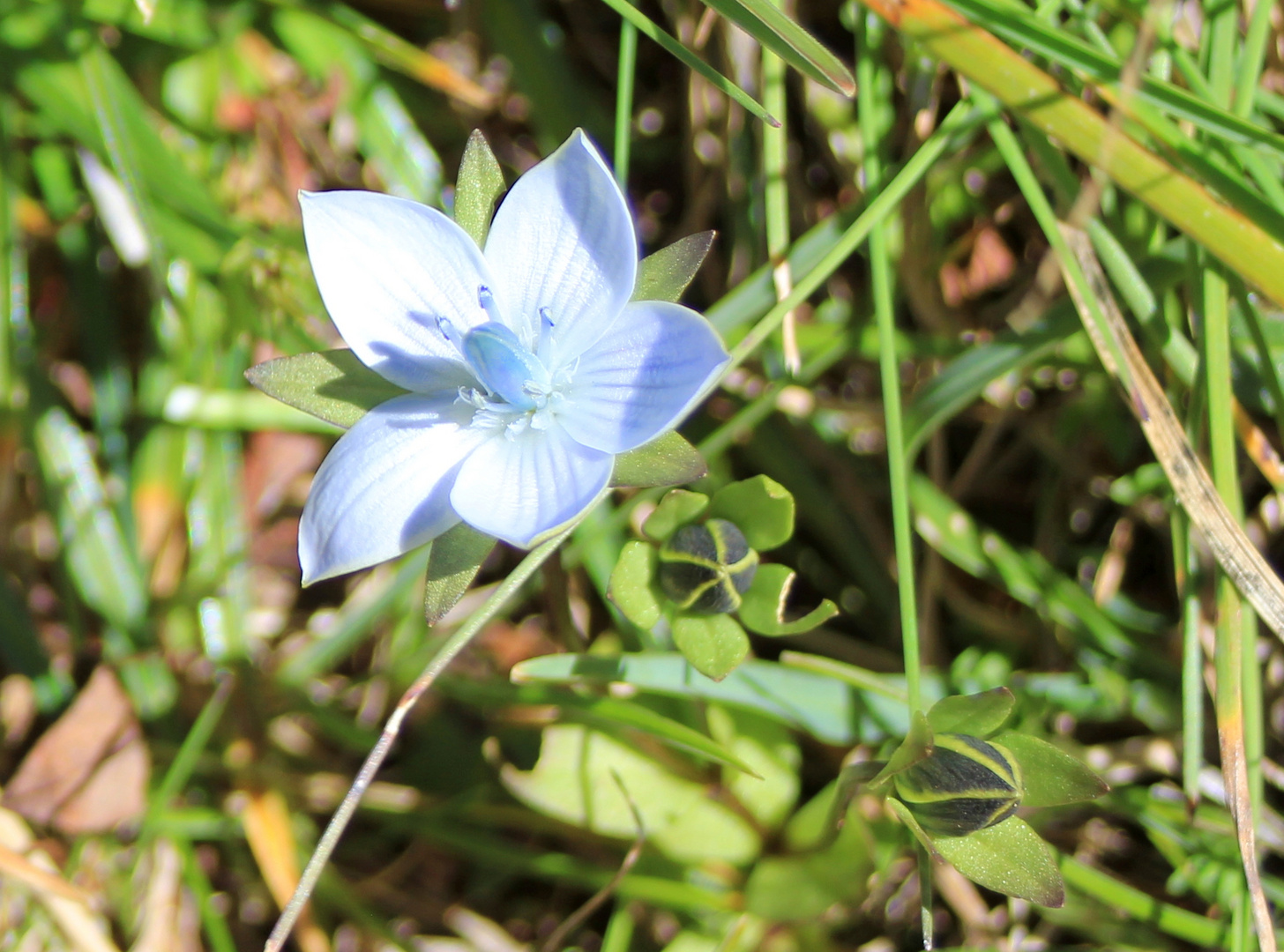 Kärnten, Flora, Sumpf-Herzblatt?