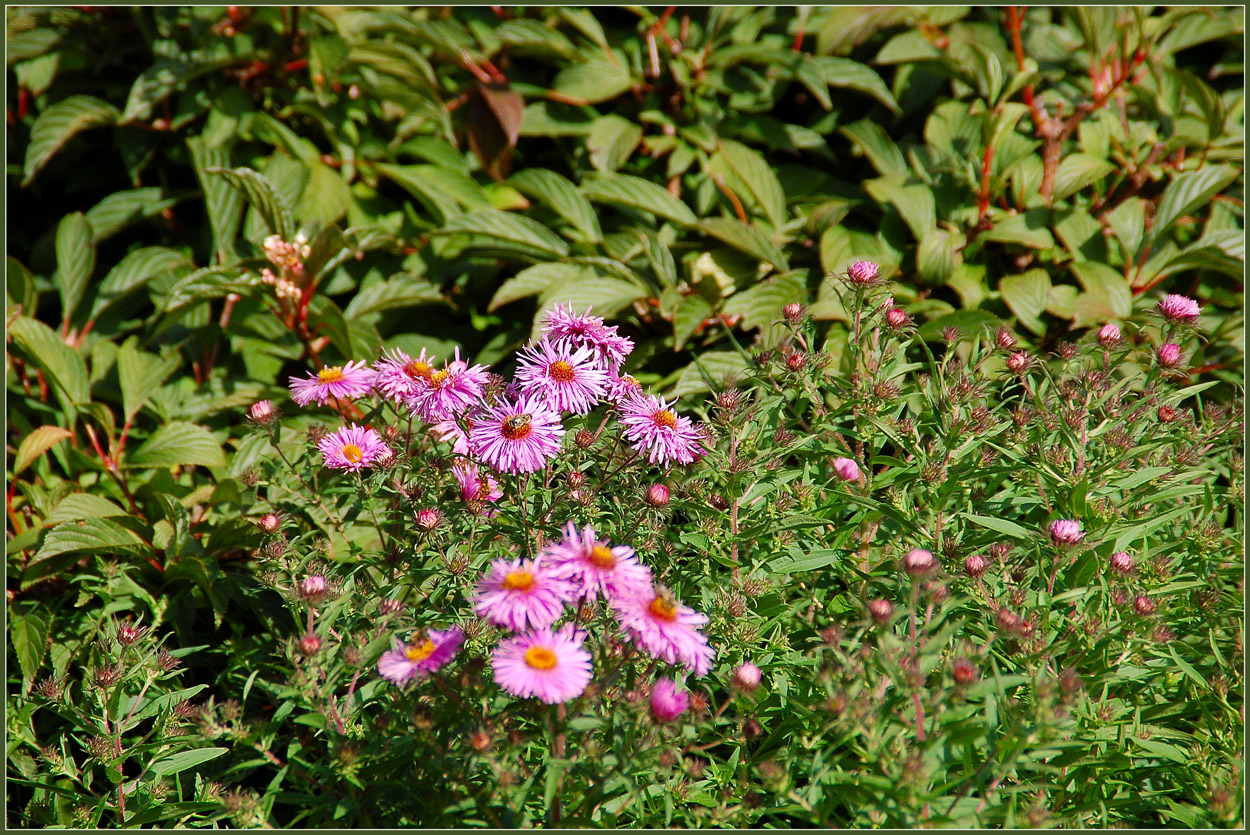 Kärnten - Gartenblümchen