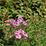 Kärnten - Gartenblümchen