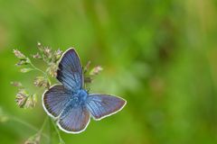 Kärntener Insektenausbeute: Bläuling