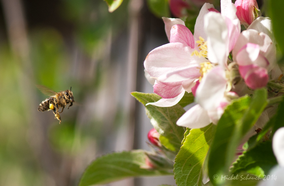 Kärntner Biene (Apis mellifera carnica)