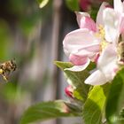 Kärntner Biene (Apis mellifera carnica)