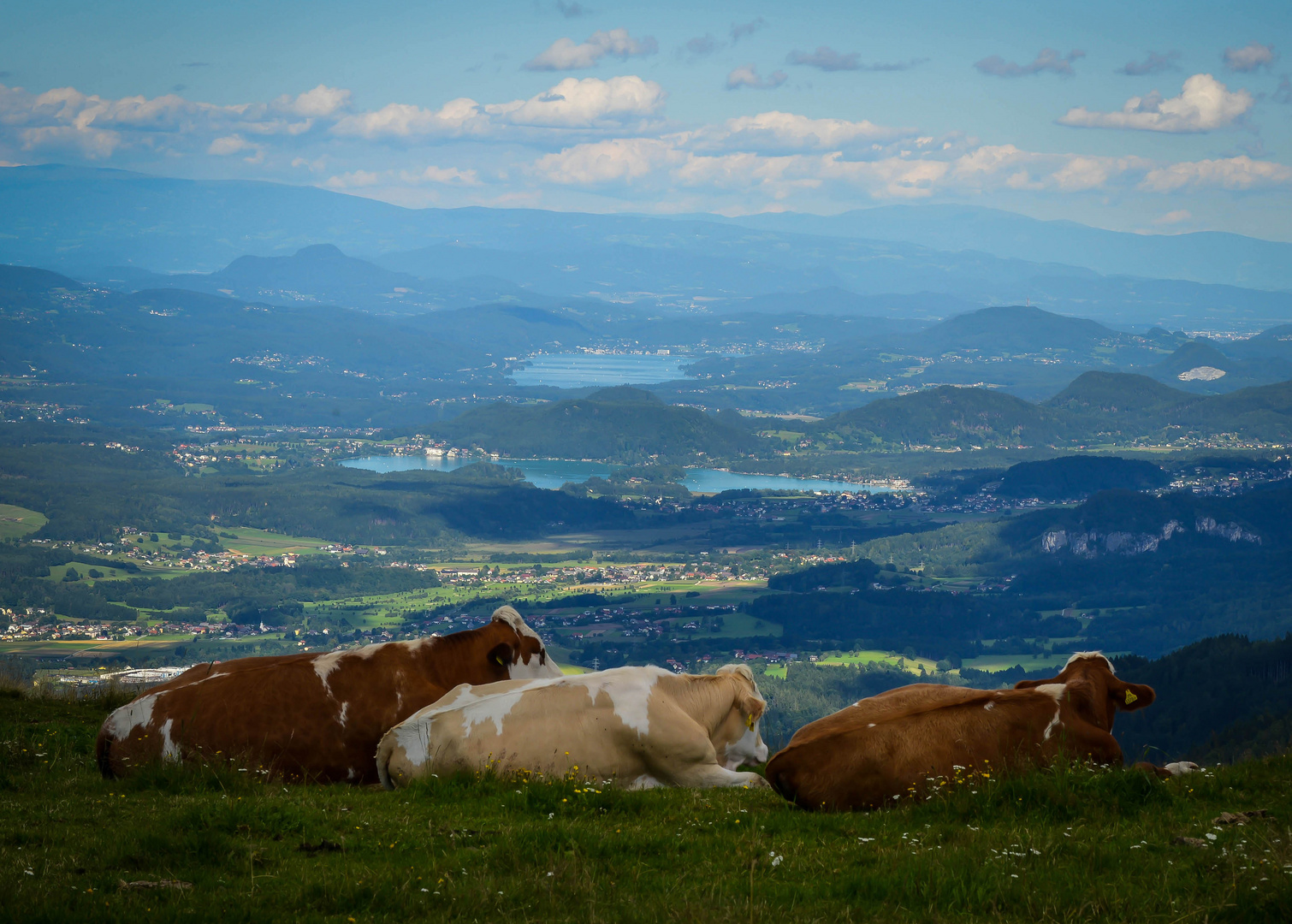 Kärntner Kühe haben die beste Aussicht