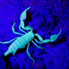 Kärntner Skorpion unter UV-Licht