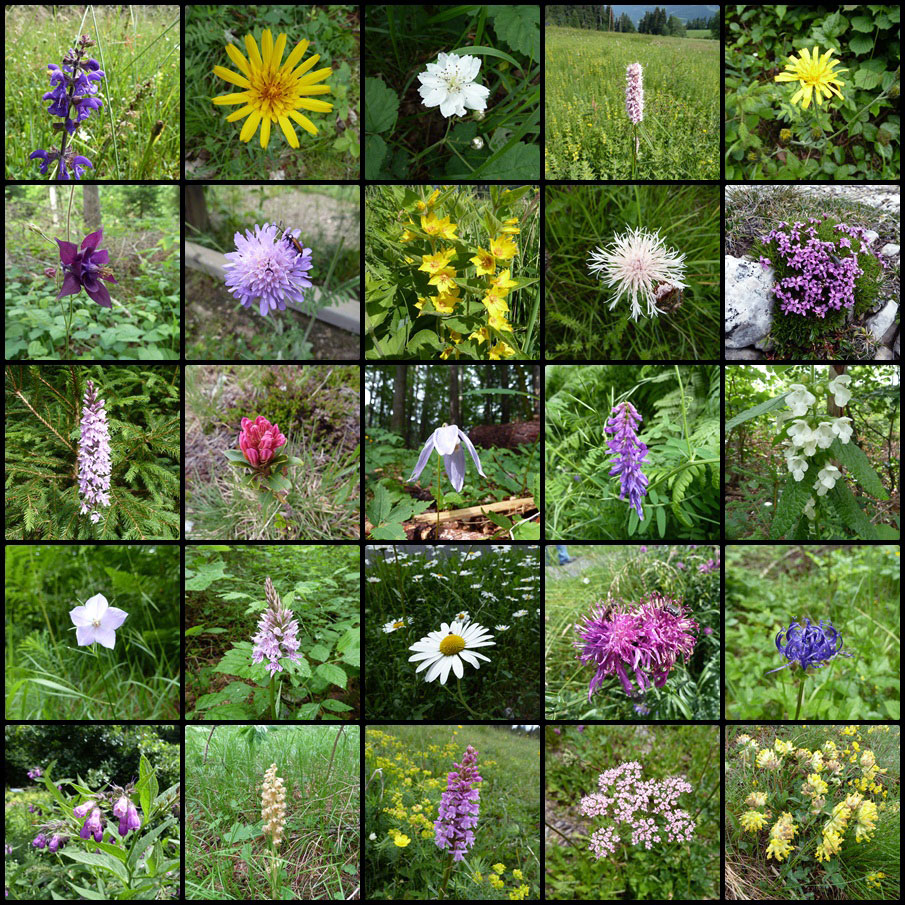 Kärntner Wildblumen Juni 2011