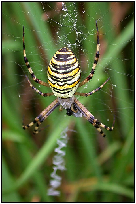 Kärntner Zebraspinne (auch Wespenspinne)