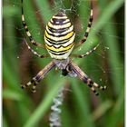 Kärntner Zebraspinne (auch Wespenspinne)