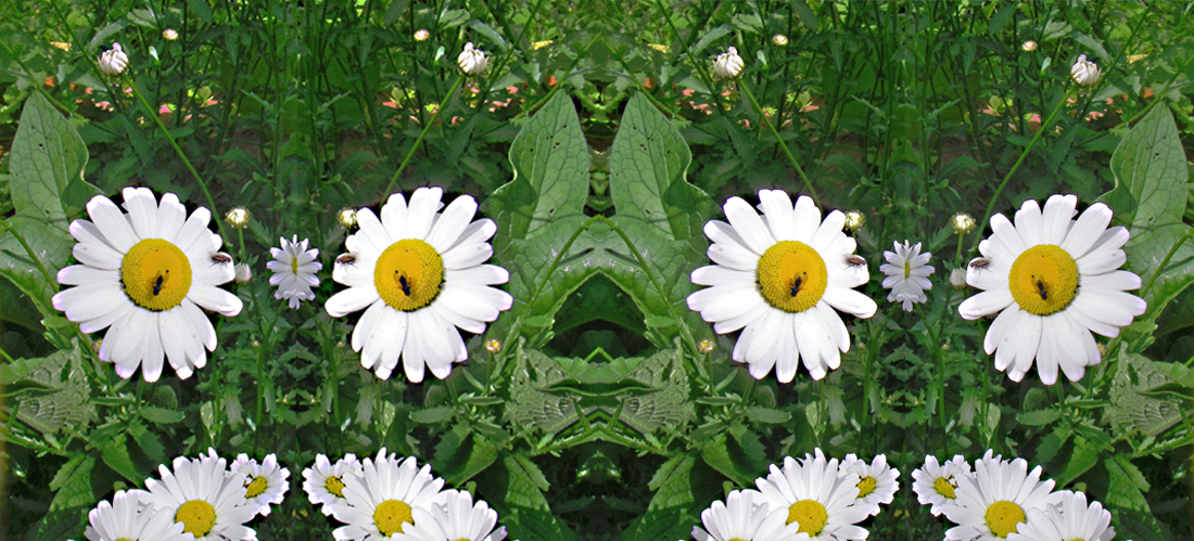 Käseblumen-3D-Kaleidoskop