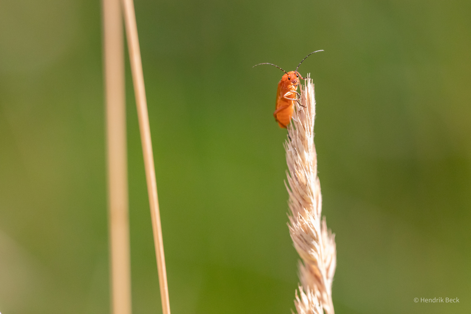 Käsekesselkäfer auf der Wiese