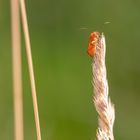 Käsekesselkäfer auf der Wiese