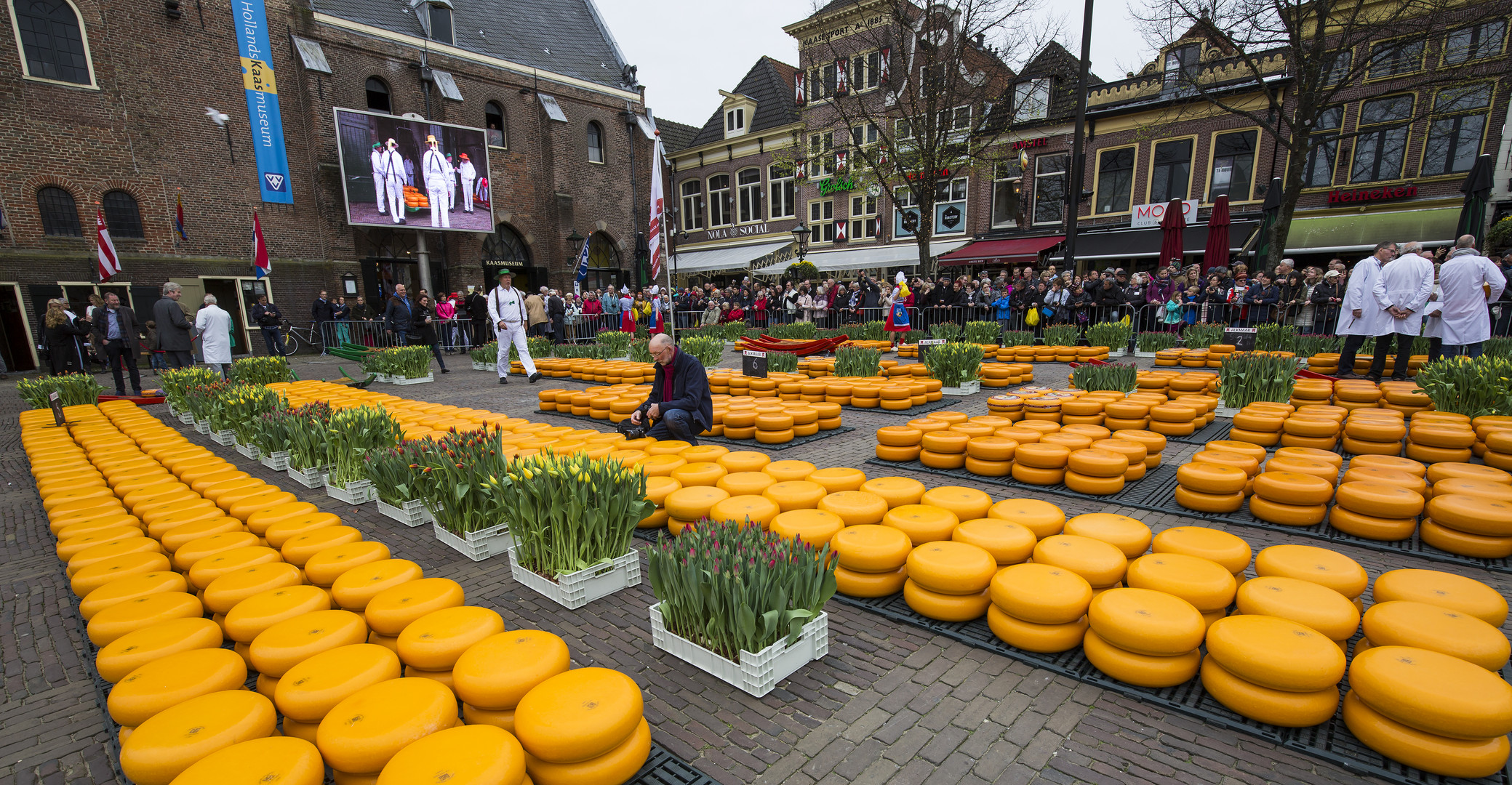 Käsemarkt in Alkmaar