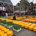 Käsemarkt in Alkmaar