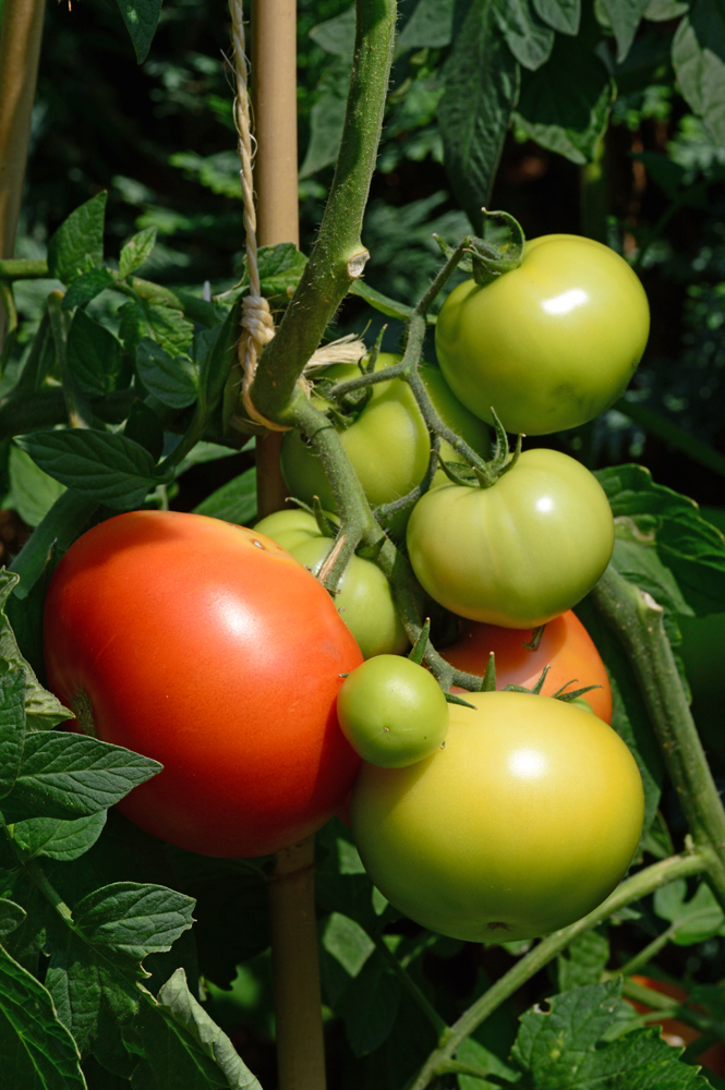 Käthes Tomaten