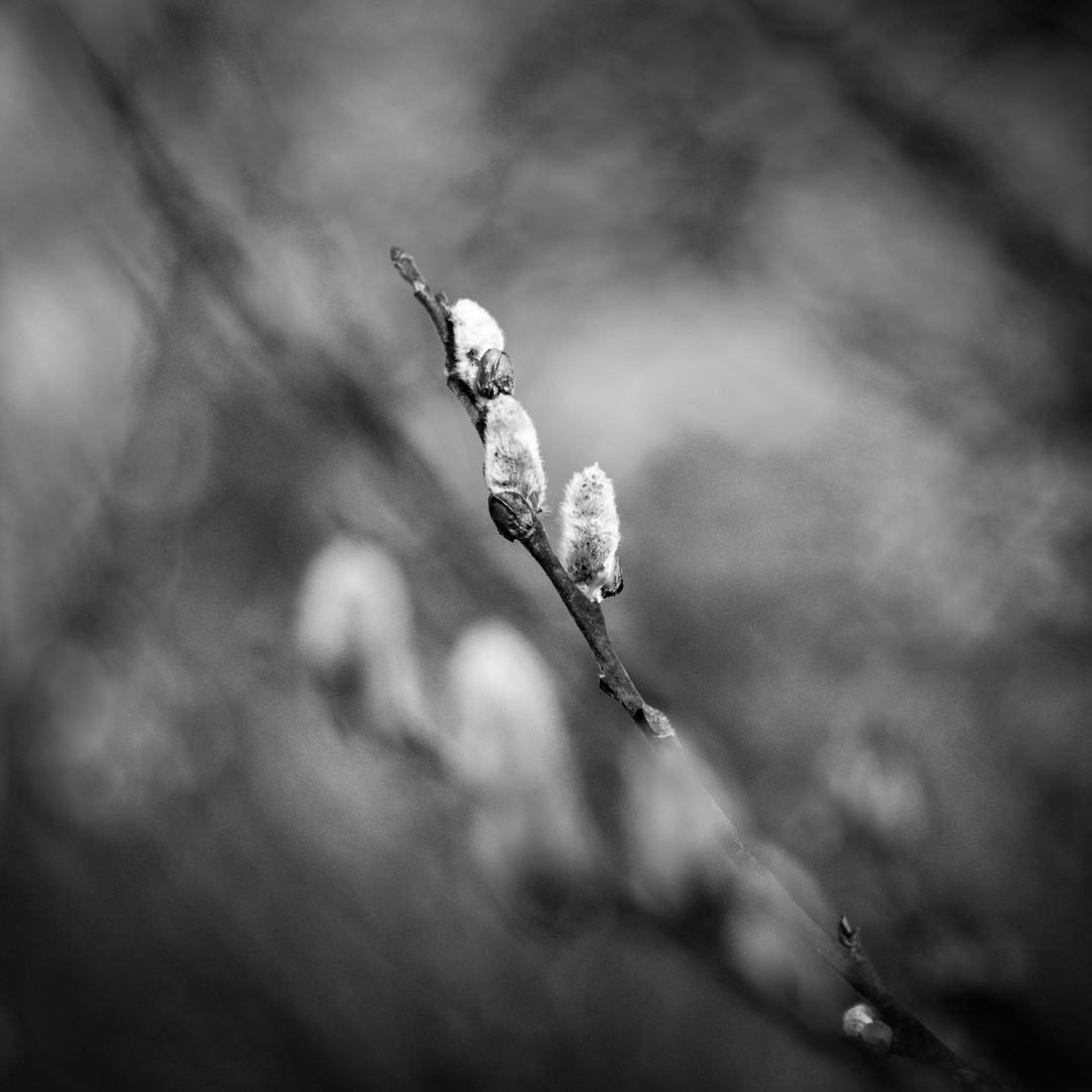 Kätzchen Foto & Bild | jahreszeiten, frühling, baum Bilder auf ...