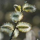 „Kätzchen“