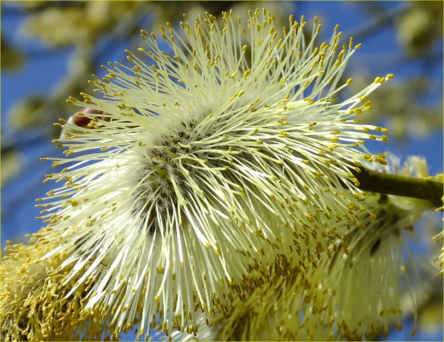 Kätzchen am Baum....