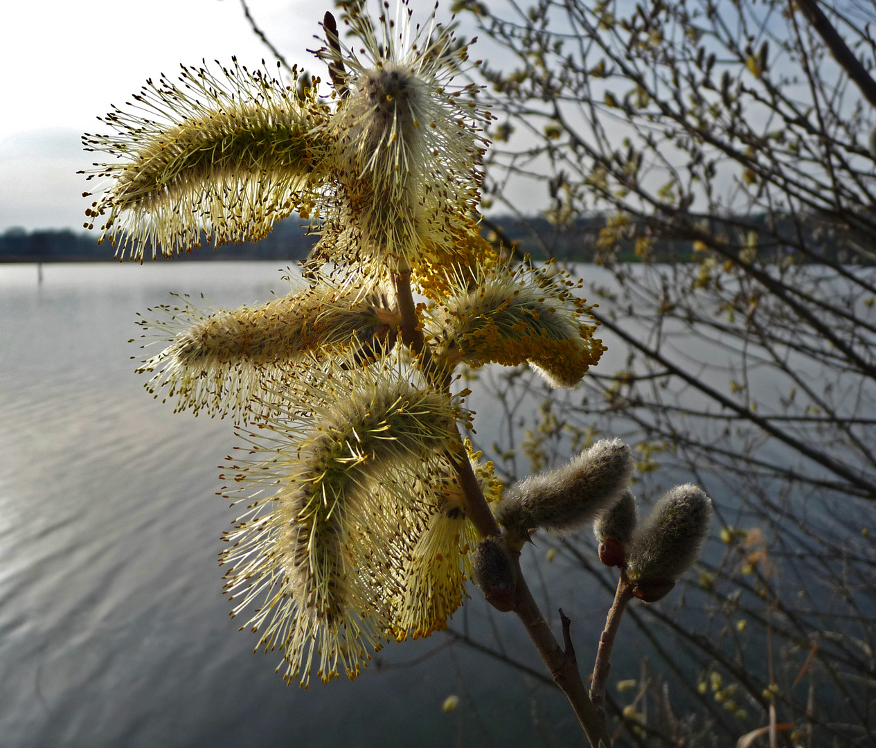 Kätzchen am See