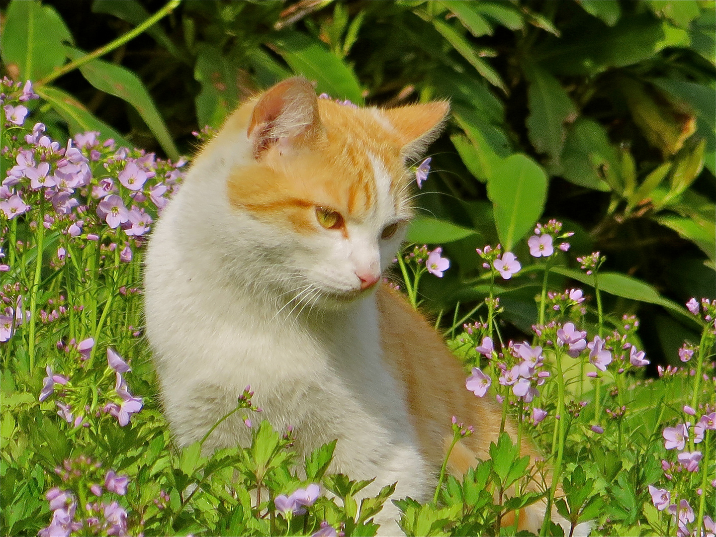 ..Kätzchen auf der Blumenwiese !!!... !!!...