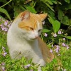 ..Kätzchen auf der Blumenwiese !!!... !!!...