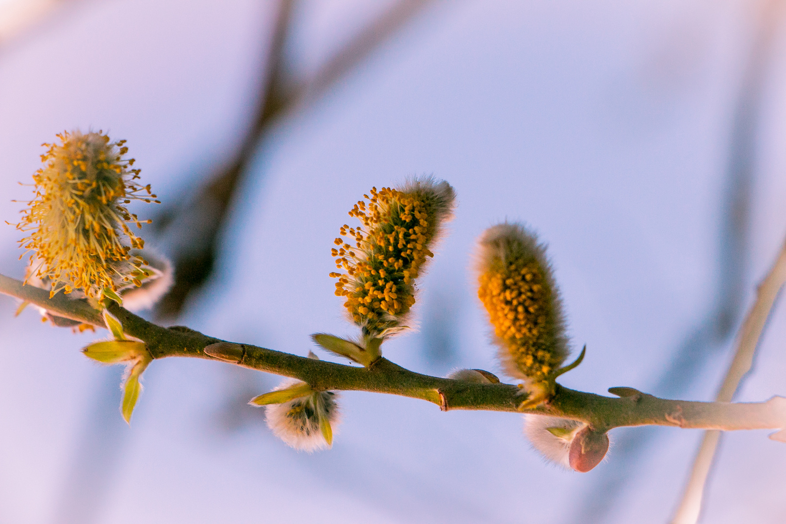 Kätzchen Blüte