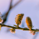 Kätzchen Blüte