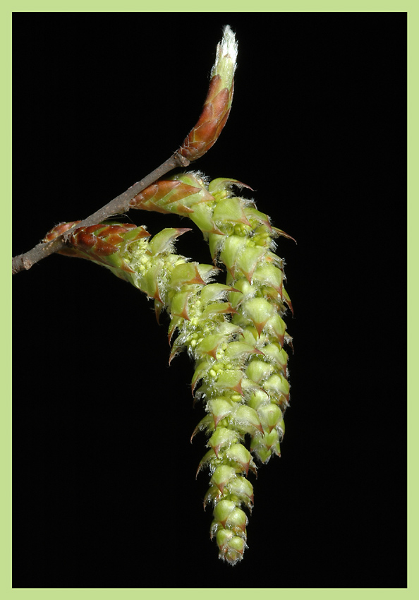 Kätzchen der Hainbuche (Carpinus betulus)