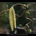 Kätzchen der Korkenzieher-Hasel (Corylus avellana 'Contorta')