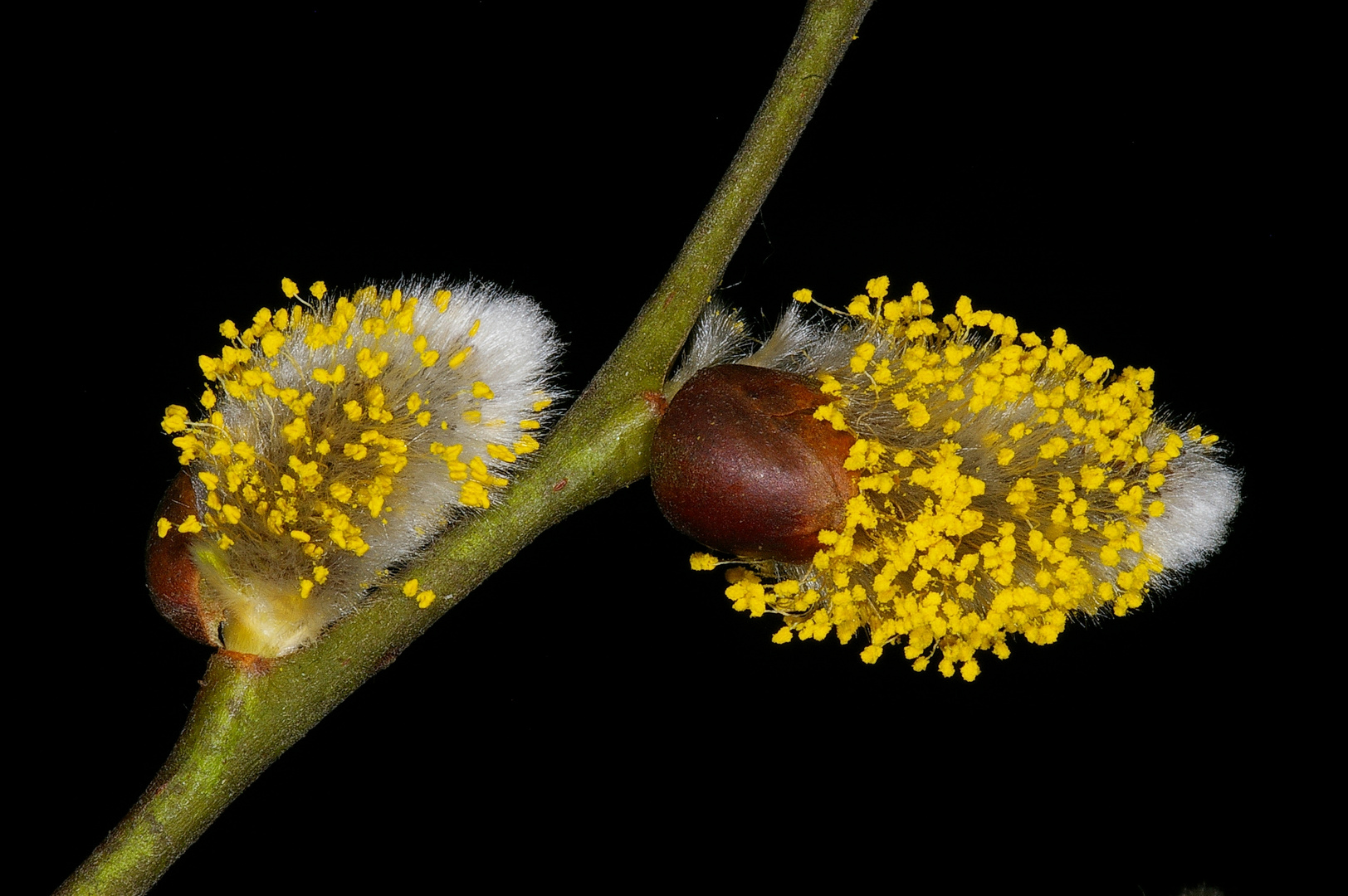 Kätzchen der Sal-Weide (Salix caprea)