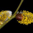 Kätzchen der Sal-Weide (Salix caprea)