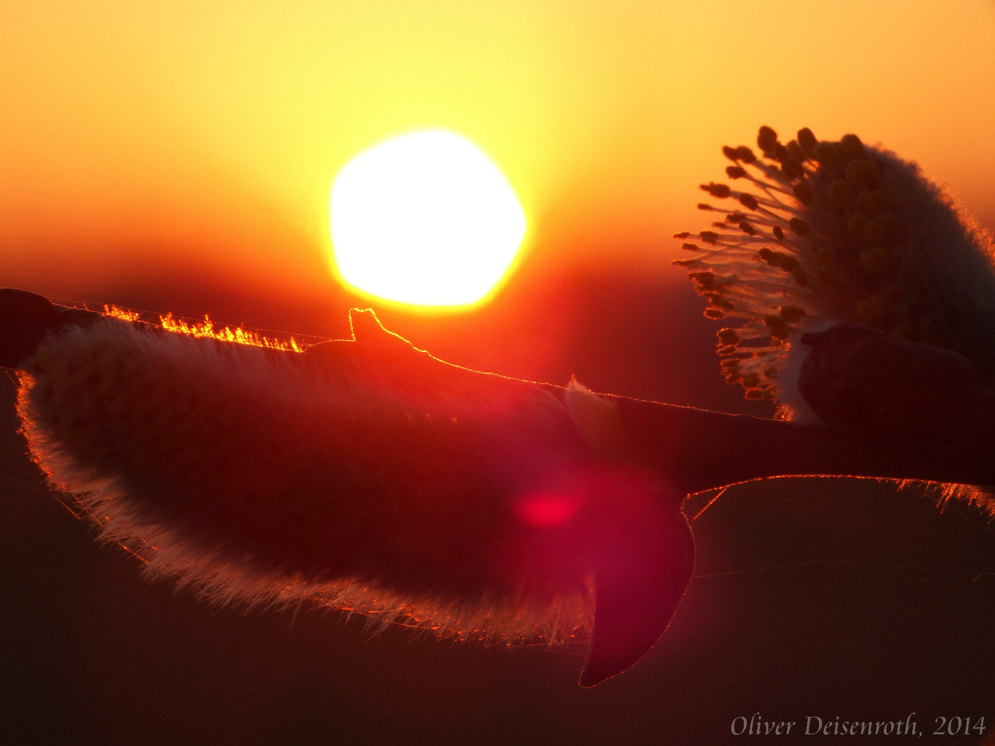 Kätzchen im Abendlicht