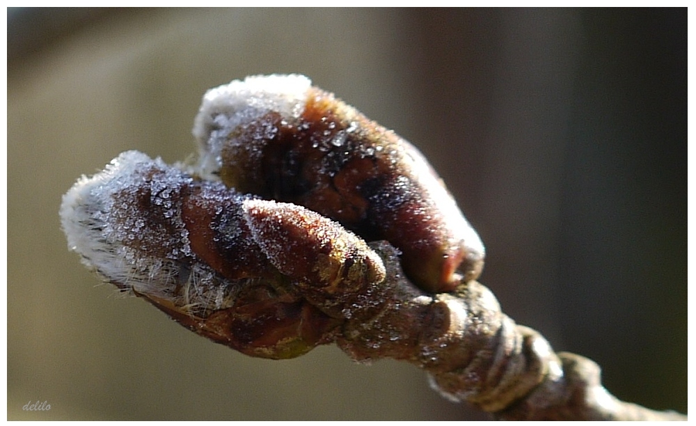 Kätzchen im Eismantel