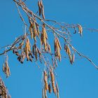 Kätzchen im Februarblau