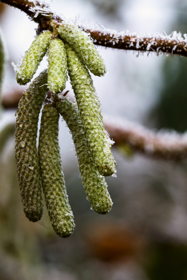 … Kätzchen im frühen Frost …