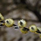 Kätzchen im Frühling ;-)