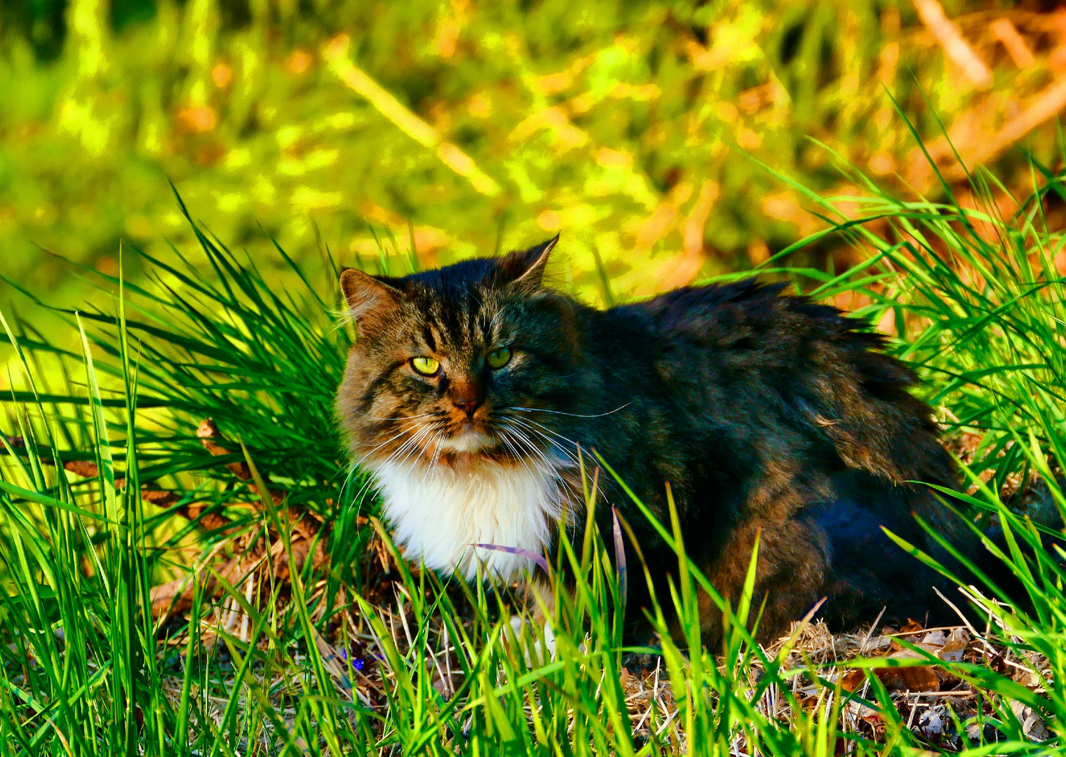 Kätzchen im Gras